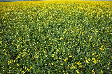 《超次元海王星姐妹vs姐妹》发布游戏战斗实机演示